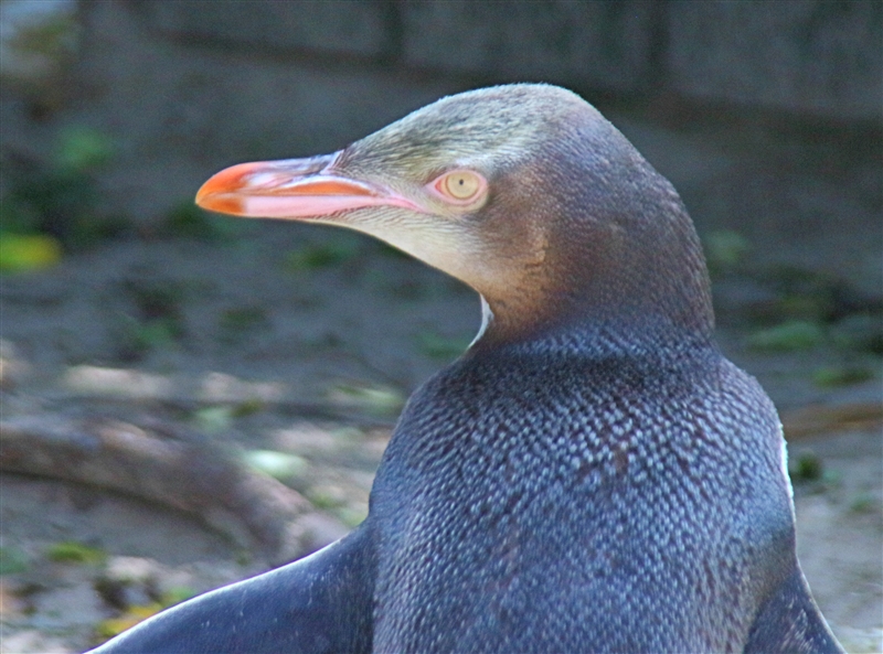 Birds of the New Zealand Sub-antarctic Islands and Macquarie Island, 2018